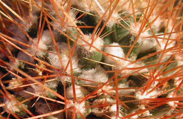 Mammillaria nivosa (1).jpg